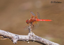 Sympetrum illotum